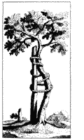 baum_von_andry